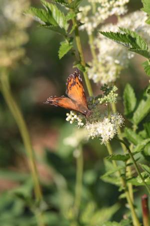 American Lady July 26, 2016 Photo by Michelle Sharp