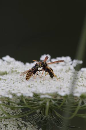 Yellow Jacket vs European Paper Wasp July 29 2016 Photo by Michelle Sharp