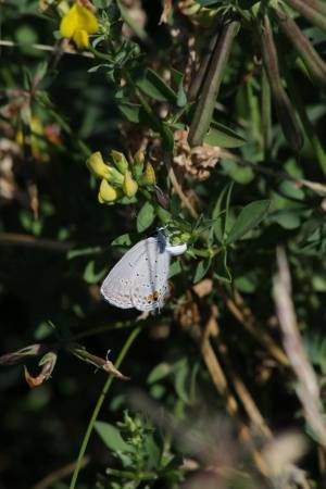 Eastern Tailed Blue July 2, 2016 Photo by Michelle Sharp