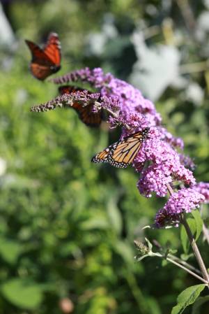 Monarch Pair on Buddleia July 30, 2015 Photo by Michelle Sharp