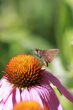 Skipper on Coneflower July 30, 2015 Photo by Michelle Sharp