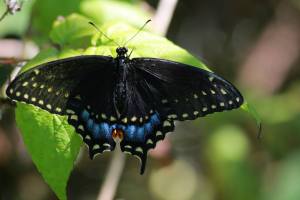 Black Swallowtail on Buddleia July 30, 2015 Photo by Michelle Sharp