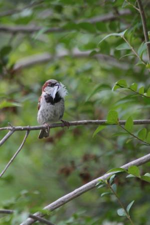 House Sparrow July 31, 2016 Photo by Michelle Sharp