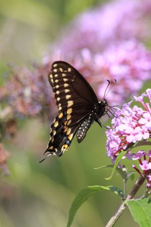 Black Swallowtail on Buddleia July 31, 2015 Photo by Michelle Sharp