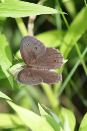 Common Wood Nymph July 4, 2016 Photo by Michelle Sharp
