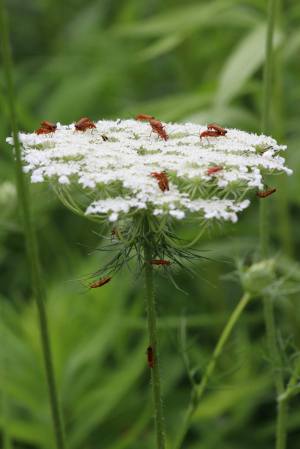 Common Red Soldier Beetles on Queen Anne’s Lace July 8, 2015 Photo by Michelle Sharp