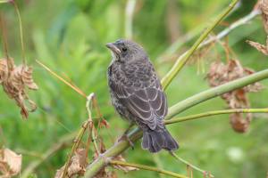 Young Cowbird July 9, 2015 Photo by Michelle Sharp