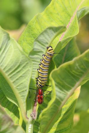 Monarch Caterpillar meets Milkweed Beetle July 9, 2015 Photo by Michelle Sharp