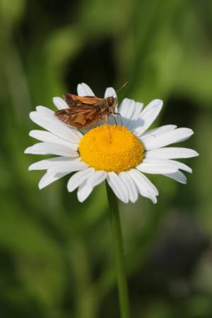 Pecks Skipper on Daisy June 10, 2015 Photo by Michelle Sharp