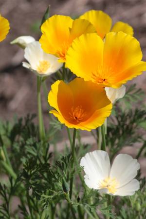 California Poppies June 21, 2015 Photo by Michelle Sharp