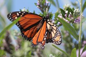 Mating Monarch Butterflies on Buddleia Alternifolia June 15, 2015 Photo by Michelle Sharp