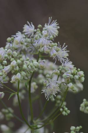 Meadow Rue May 30, 2015 Photo by Michelle Sharp