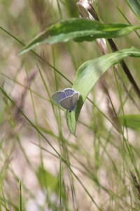 May14_EasternTailedBlue_CP