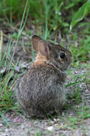 Young Rabbit May 27, 2015 Photo by Michelle Sharp