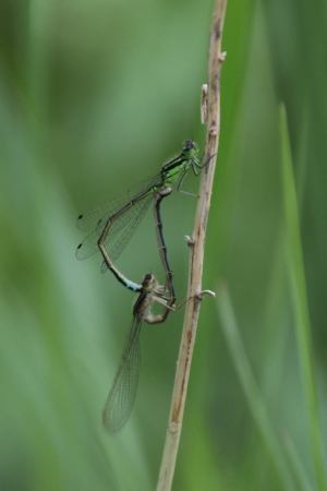 Mating Damselflies May 30, 2015 Photo by Michelle Sharp