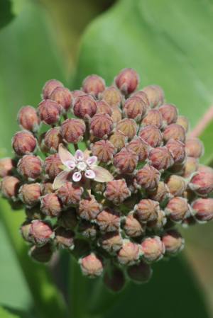 Common Milkweed flower beginning to open June 13, 2015 Photo by Michelle Sharp
