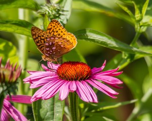 Great Spangled Fritillary on Purple Coneflower July 9, 2015 Photo by Mike Moffat 