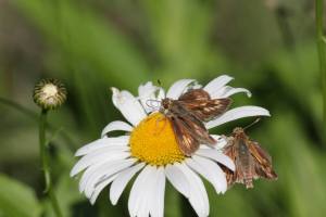 Peck's Skippers on Daisy June 16, 2015 Photo by Michelle Sharp