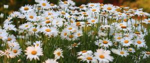 Daisies July 10, 2015 Photo by Ron Rowan