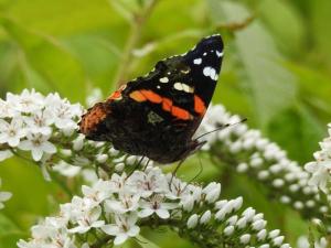 Red Admiral on Gooseneck July 15, 2015 Photo by Bonnie Kinder