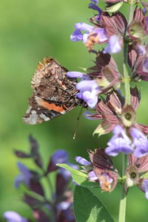 Red Admiral on Sage June 10, 2015 Photo by Michelle Sharp 
