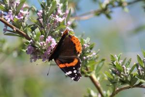 Red Admiral on Buddleia Alternifolia June 13, 2015 Photo by Michelle Sharp
