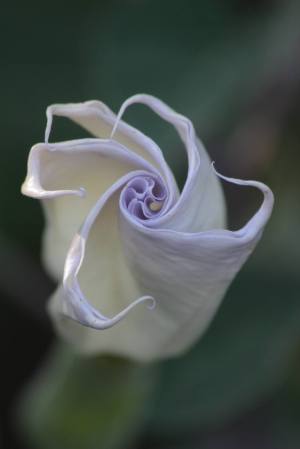 Datura Beginning to Open September 15, 2015 Photo by Michelle Sharp