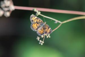 Pearl Crescent Open Wing September 16, 2015 Photo by Michelle Sharp
