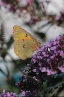 sept16_clouded-sulphur1