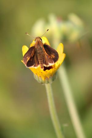 Peck’s Skipper on English Marigold September 1, 2015 Photo by Michelle Sharp