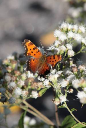 Comma on White Snakeroot September 21, 2015 Photo by Michelle Sharp