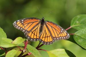 Viceroy September 23, 2015 Photo by Michelle Sharp 