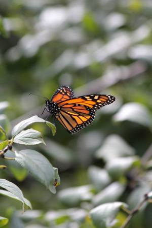 Monarch Butterfly September 27, 2015 Photo by Michelle Sharp