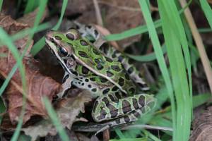 Leopard Frog September 28, 2015 Photo by Michelle Sharp