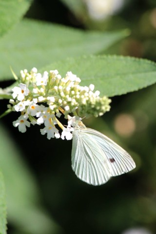 sept2_white-on-white