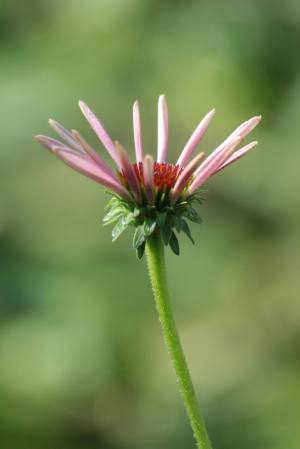 Coneflower September 6, 2015 Photo by Michelle Sharp