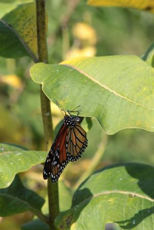 Monarch Depositing Egg on Common Milkweed September 6, 2015 Photo by Michelle Sharp