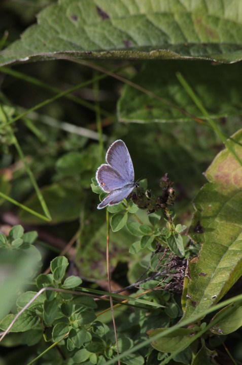 sept9_eastern-tailed-blue