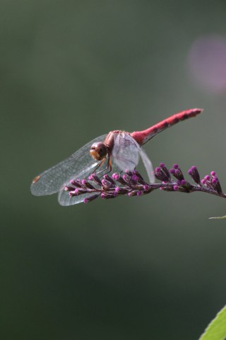 sept9_meadowhawk1