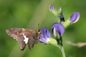 Silver Spotted Skipper on Indigo June 16, 2015 Photo by Michelle Sharp