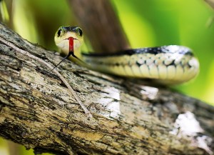Garter Snake in a Shrub September 10, 2015 Photo by Valerie Nazemi 