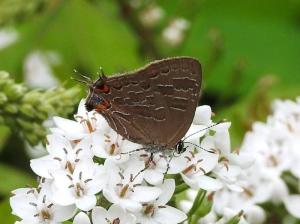 Striped Hairstreak on Gooseneck July 20, 2015 Photo by Bonnie Kinder