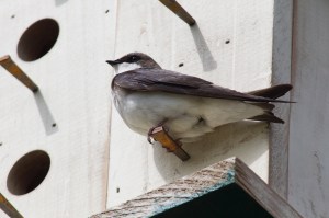 Tree Swallow May 17, 2015 Photo by Michelle Sharp