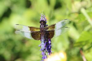 Widow Skimmer on Salvia August 21, 2015 Photo by Michelle Sharp