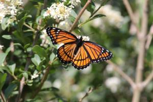 Viceroy on Privet June 19, 2015 Photo by Michelle Sharp