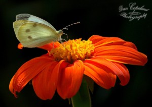 Cabbage White on Mexican Sunflower August 4, 2015 Photo by Dan Copeland