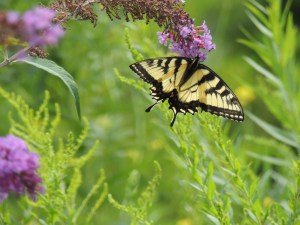 SECOND PLACE Annaliese Mori Age 15 Ancaster Tiger Swallowtail