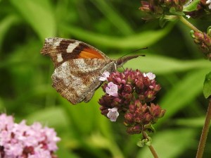 SECOND PLACE Bonnie Kinder Hamilton American Snout