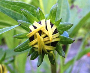 WINNER Kira Verschoor Age 12  Dundas  Cup Plant Bud