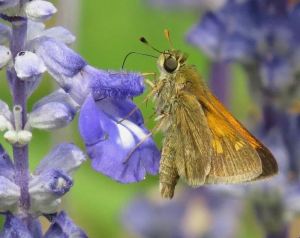 WINNER Doug Hall Guelph Tawny-Edged Skipper